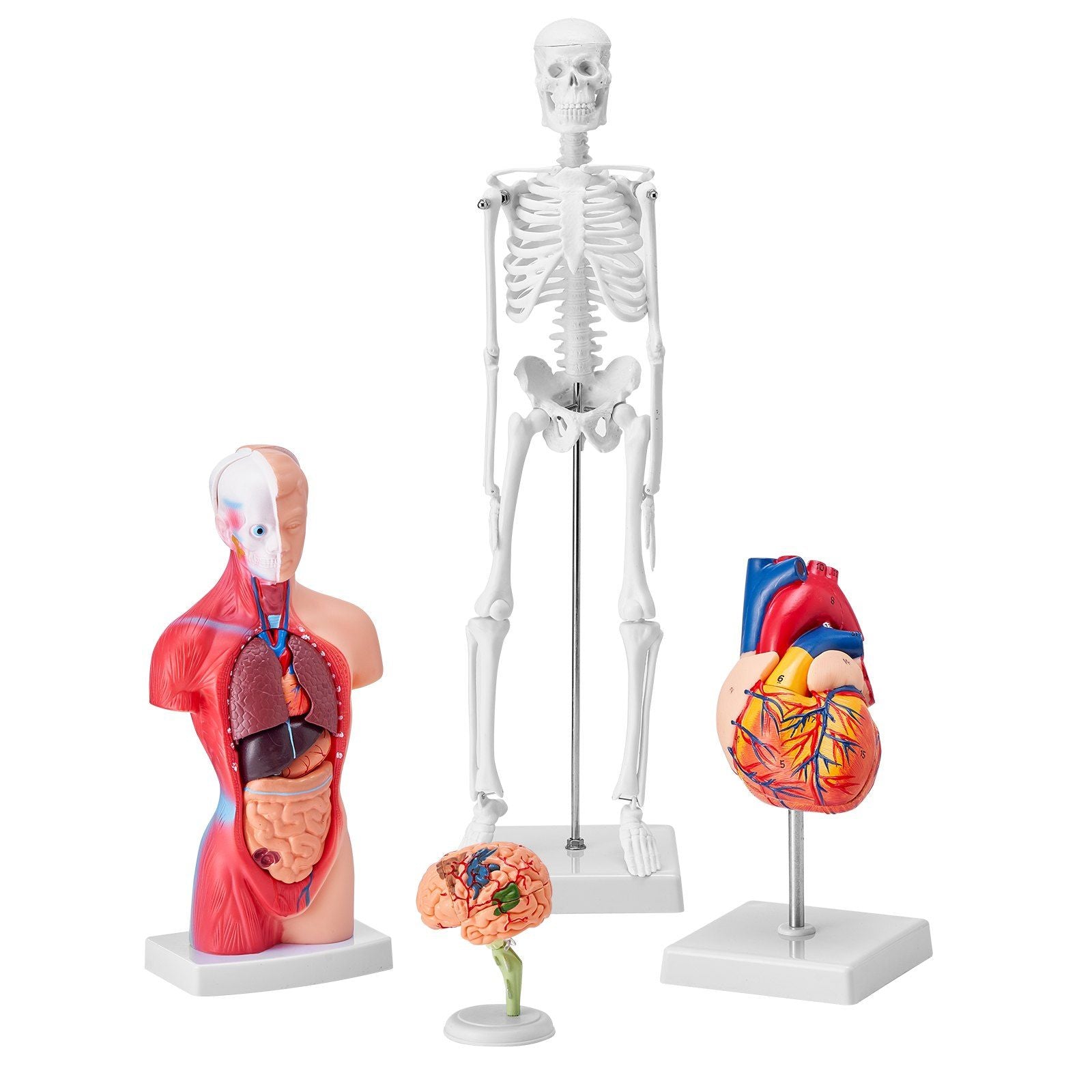 Human Anatomy Models Bundle Set, Brain, Human Torso Body, Heart, Skeleton Model Set of 4, Hands-on 3D Model V952-GGJRQGMX4JTS5PXUBV0
