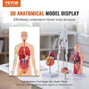 Human Anatomy Models Bundle Set, Brain, Human Torso Body, Heart, Skeleton Model Set of 4, Hands-on 3D Model V952-GGJRQGMX4JTS5PXUBV0