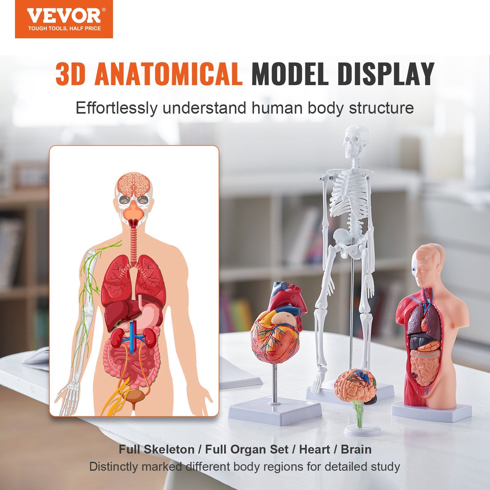 Human Anatomy Models Bundle Set, Brain, Human Torso Body, Heart, Skeleton Model Set of 4, Hands-on 3D Model V952-GGJRQGMX4JTS5PXUBV0