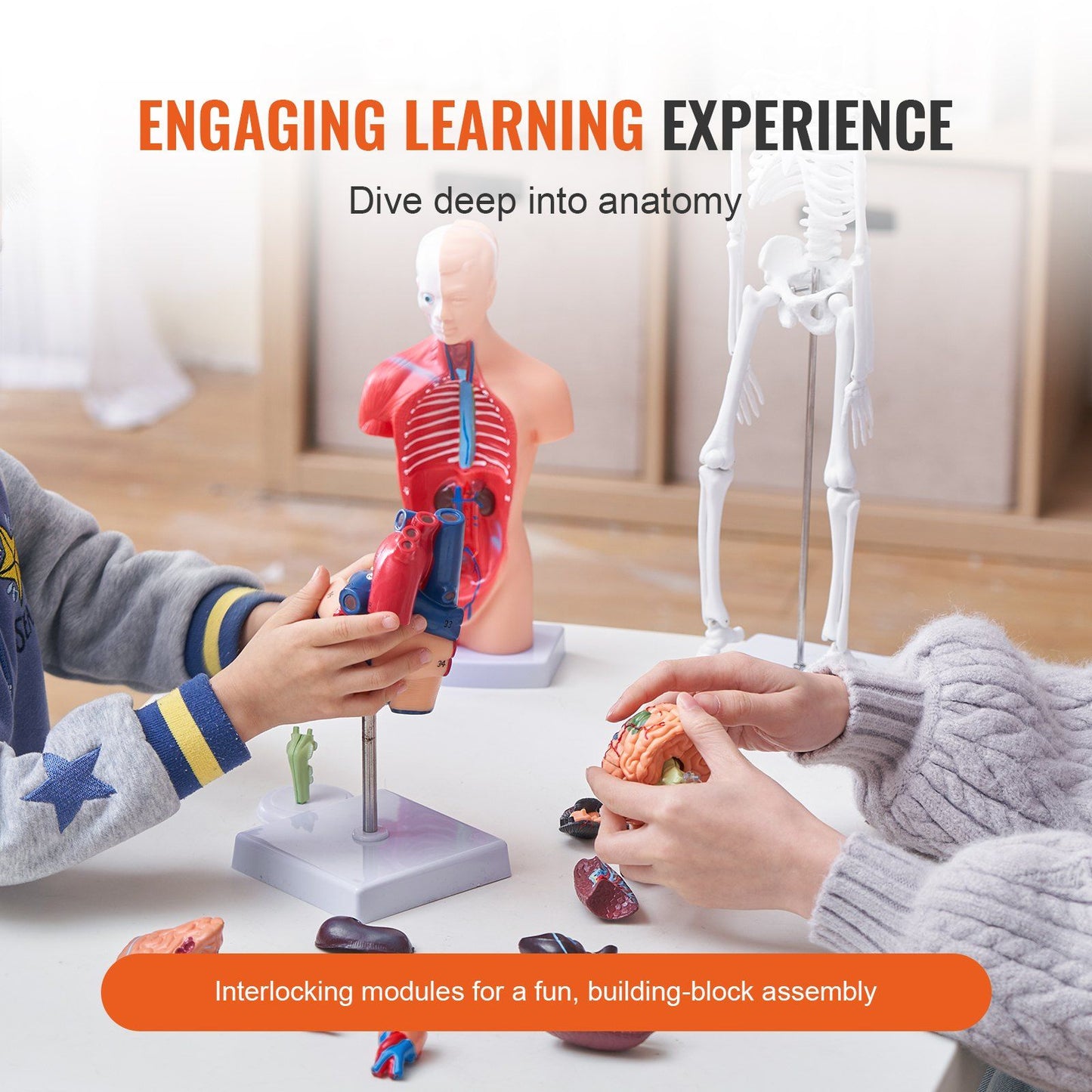 Human Anatomy Models Bundle Set, Brain, Human Torso Body, Heart, Skeleton Model Set of 4, Hands-on 3D Model V952-GGJRQGMX4JTS5PXUBV0