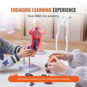 Human Anatomy Models Bundle Set, Brain, Human Torso Body, Heart, Skeleton Model Set of 4, Hands-on 3D Model V952-GGJRQGMX4JTS5PXUBV0