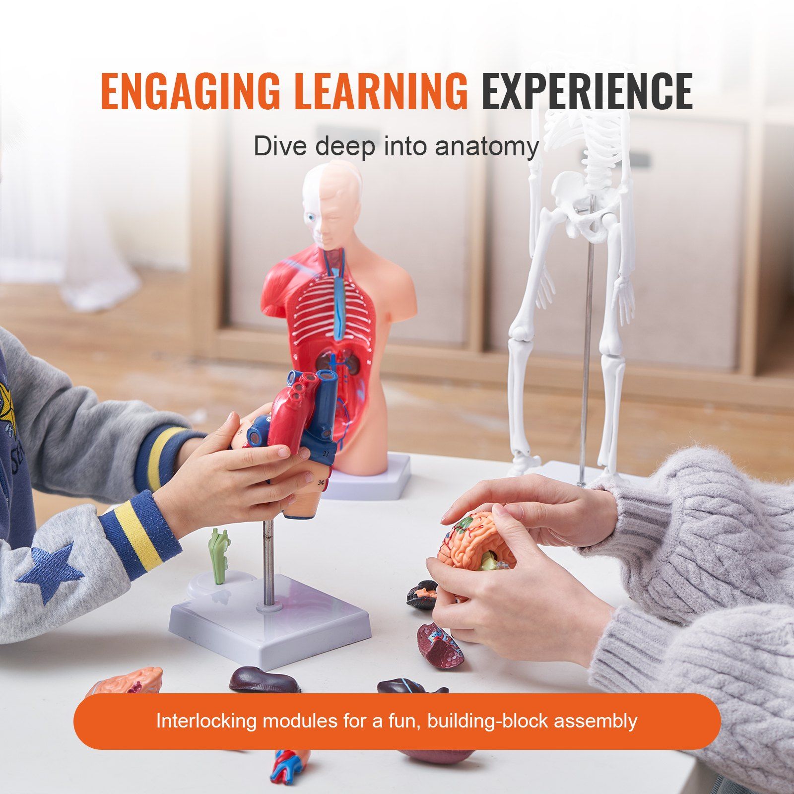 Human Anatomy Models Bundle Set, Brain, Human Torso Body, Heart, Skeleton Model Set of 4, Hands-on 3D Model V952-GGJRQGMX4JTS5PXUBV0