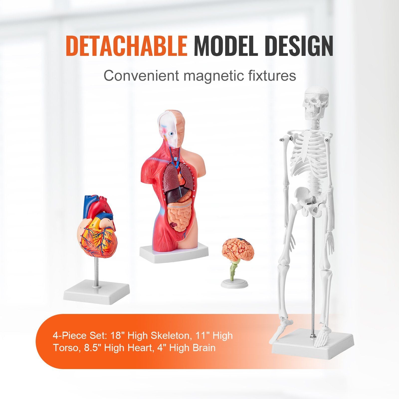 Human Anatomy Models Bundle Set, Brain, Human Torso Body, Heart, Skeleton Model Set of 4, Hands-on 3D Model V952-GGJRQGMX4JTS5PXUBV0