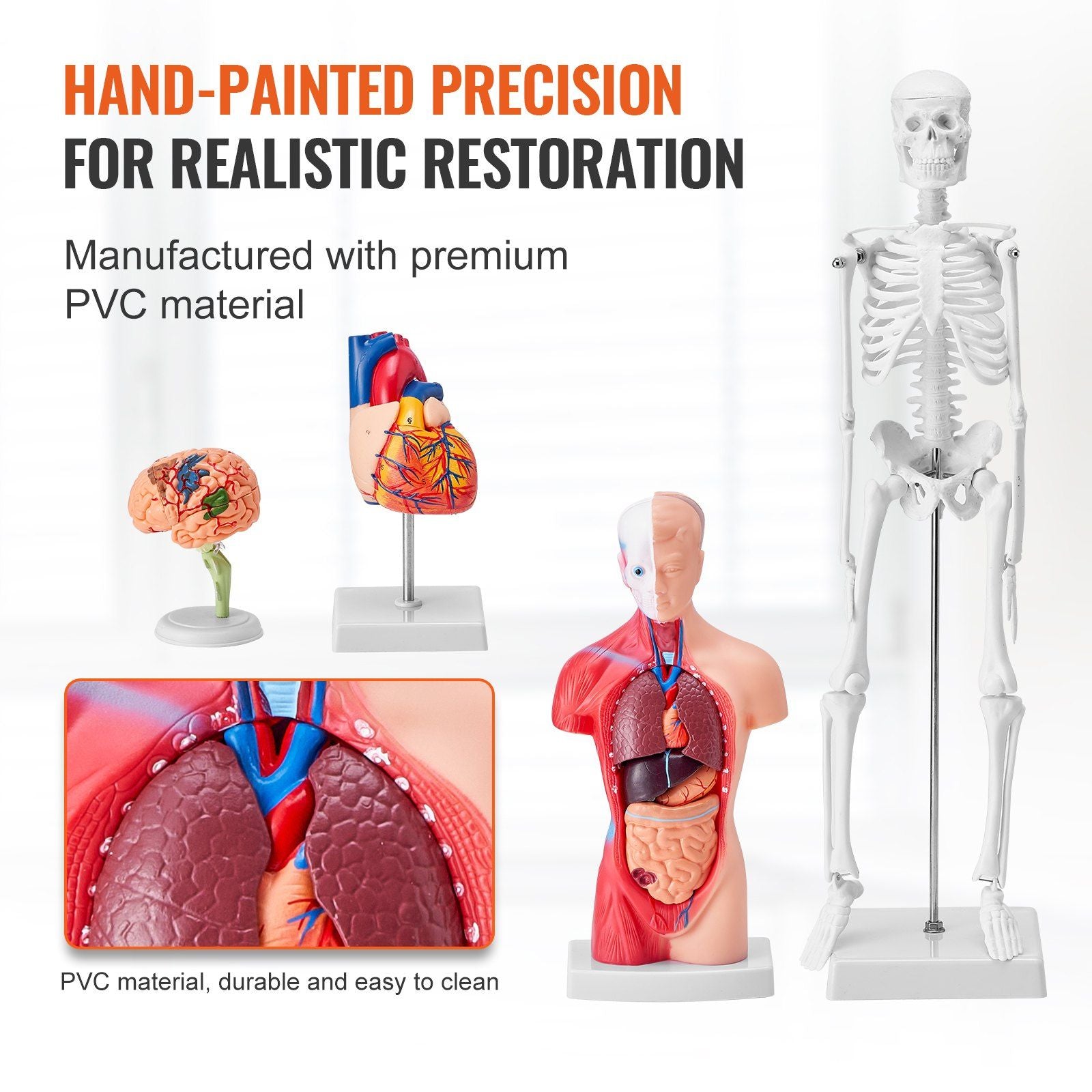 Human Anatomy Models Bundle Set, Brain, Human Torso Body, Heart, Skeleton Model Set of 4, Hands-on 3D Model V952-GGJRQGMX4JTS5PXUBV0