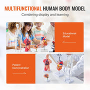 Human Anatomy Models Bundle Set, Brain, Human Torso Body, Heart, Skeleton Model Set of 4, Hands-on 3D Model V952-GGJRQGMX4JTS5PXUBV0