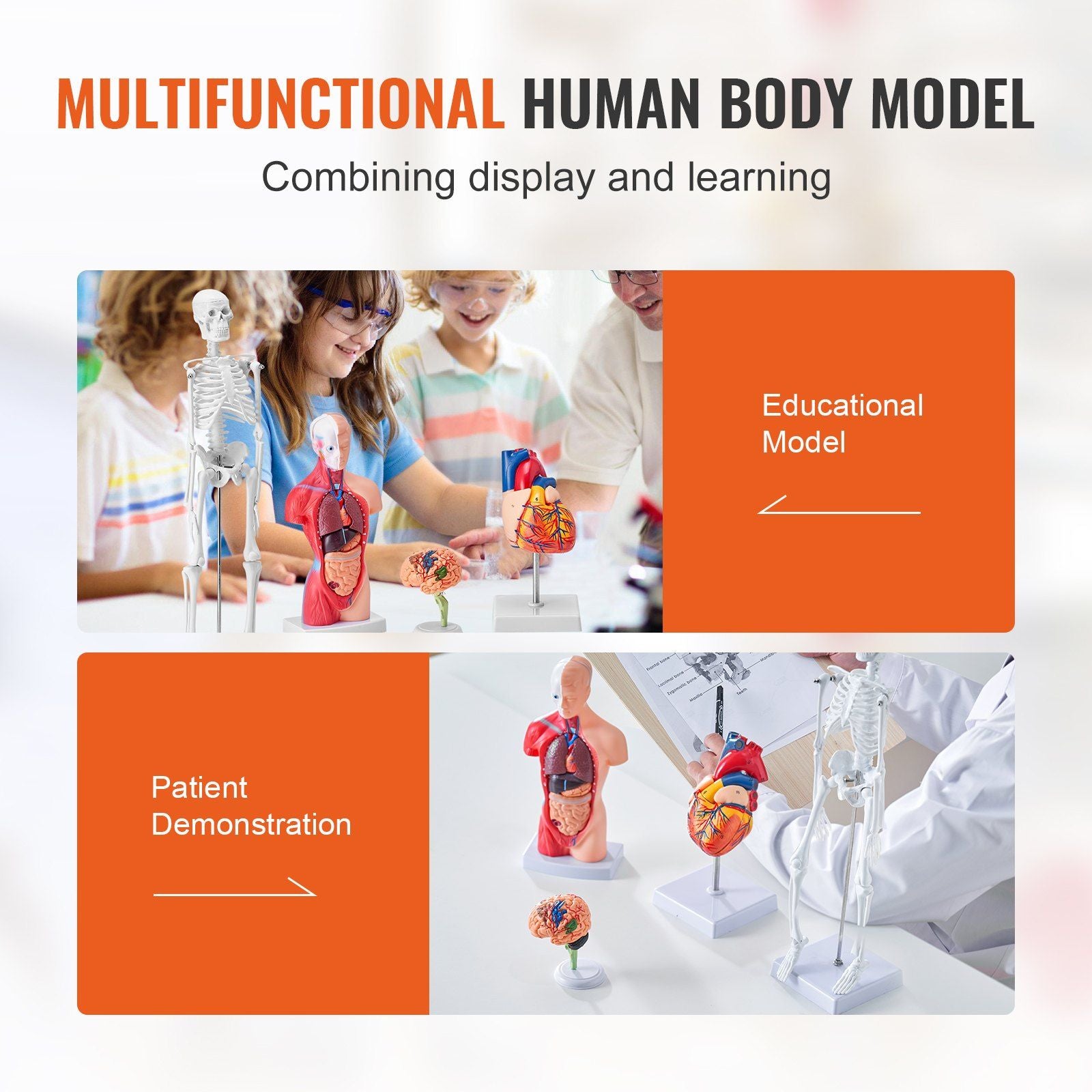 Human Anatomy Models Bundle Set, Brain, Human Torso Body, Heart, Skeleton Model Set of 4, Hands-on 3D Model V952-GGJRQGMX4JTS5PXUBV0