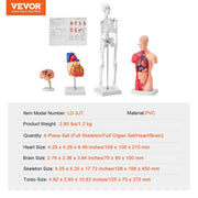 Human Anatomy Models Bundle Set, Brain, Human Torso Body, Heart, Skeleton Model Set of 4, Hands-on 3D Model V952-GGJRQGMX4JTS5PXUBV0