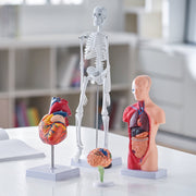 Human Anatomy Models Bundle Set, Brain, Human Torso Body, Heart, Skeleton Model Set of 4, Hands-on 3D Model V952-GGJRQGMX4JTS5PXUBV0