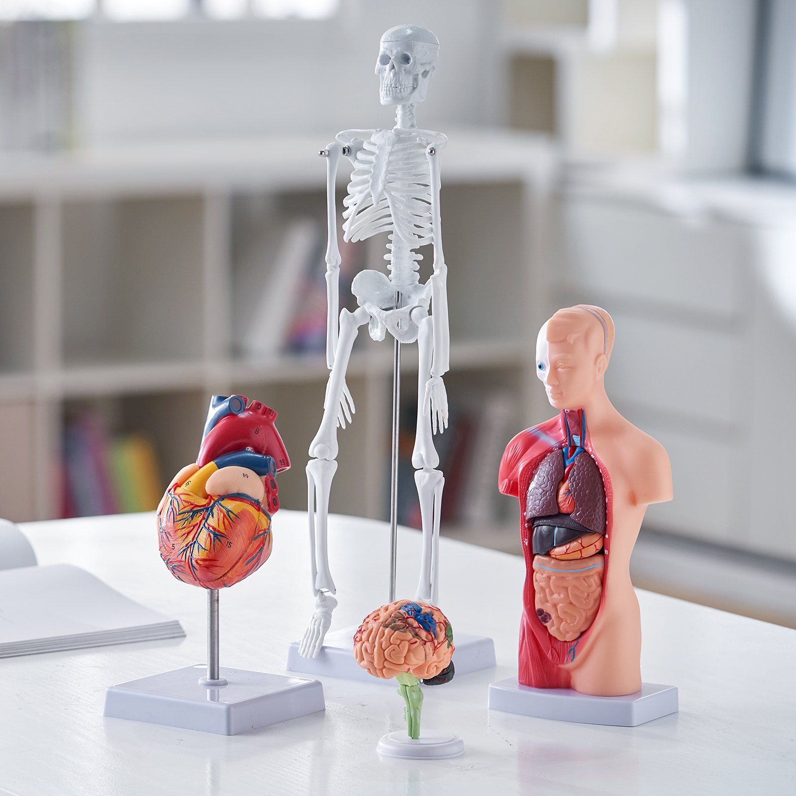 Human Anatomy Models Bundle Set, Brain, Human Torso Body, Heart, Skeleton Model Set of 4, Hands-on 3D Model V952-GGJRQGMX4JTS5PXUBV0
