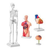Human Anatomy Models Bundle Set, Brain, Human Torso Body, Heart, Skeleton Model Set of 4, Hands-on 3D Model V952-GGJRQGMX4JTS5PXUBV0