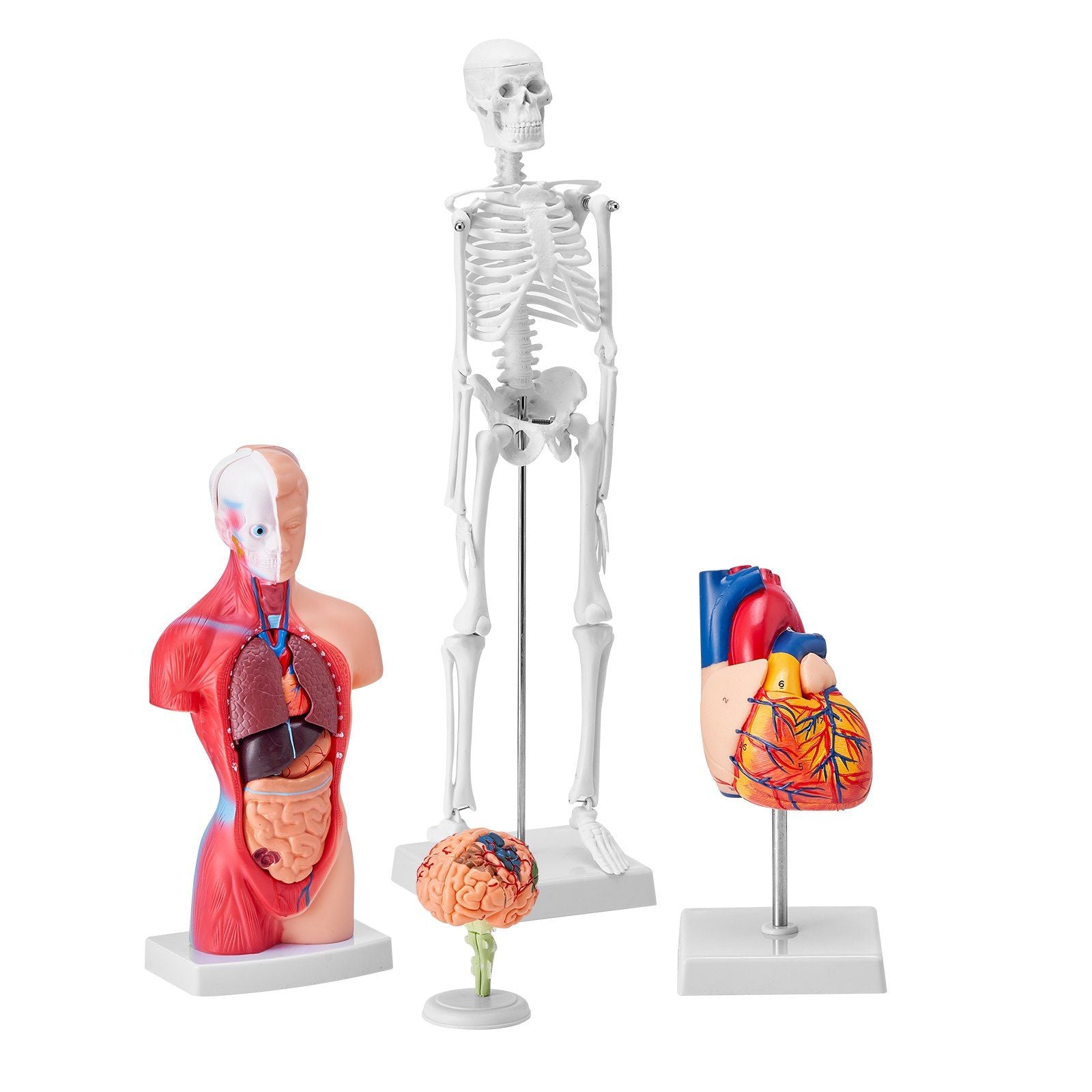 Human Anatomy Models Bundle Set, Brain, Human Torso Body, Heart, Skeleton Model Set of 4, Hands-on 3D Model V952-GGJRQGMX4JTS5PXUBV0