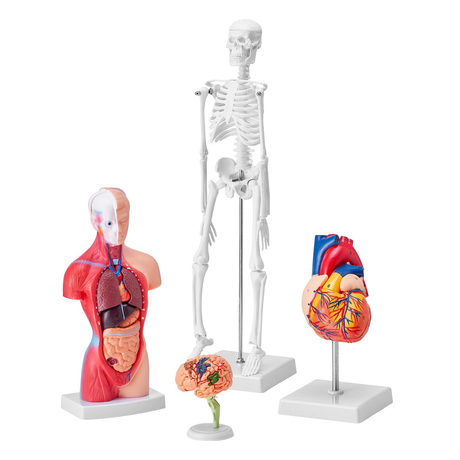 Human Anatomy Models Bundle Set, Brain, Human Torso Body, Heart, Skeleton Model Set of 4, Hands-on 3D Model V952-GGJRQGMX4JTS5PXUBV0