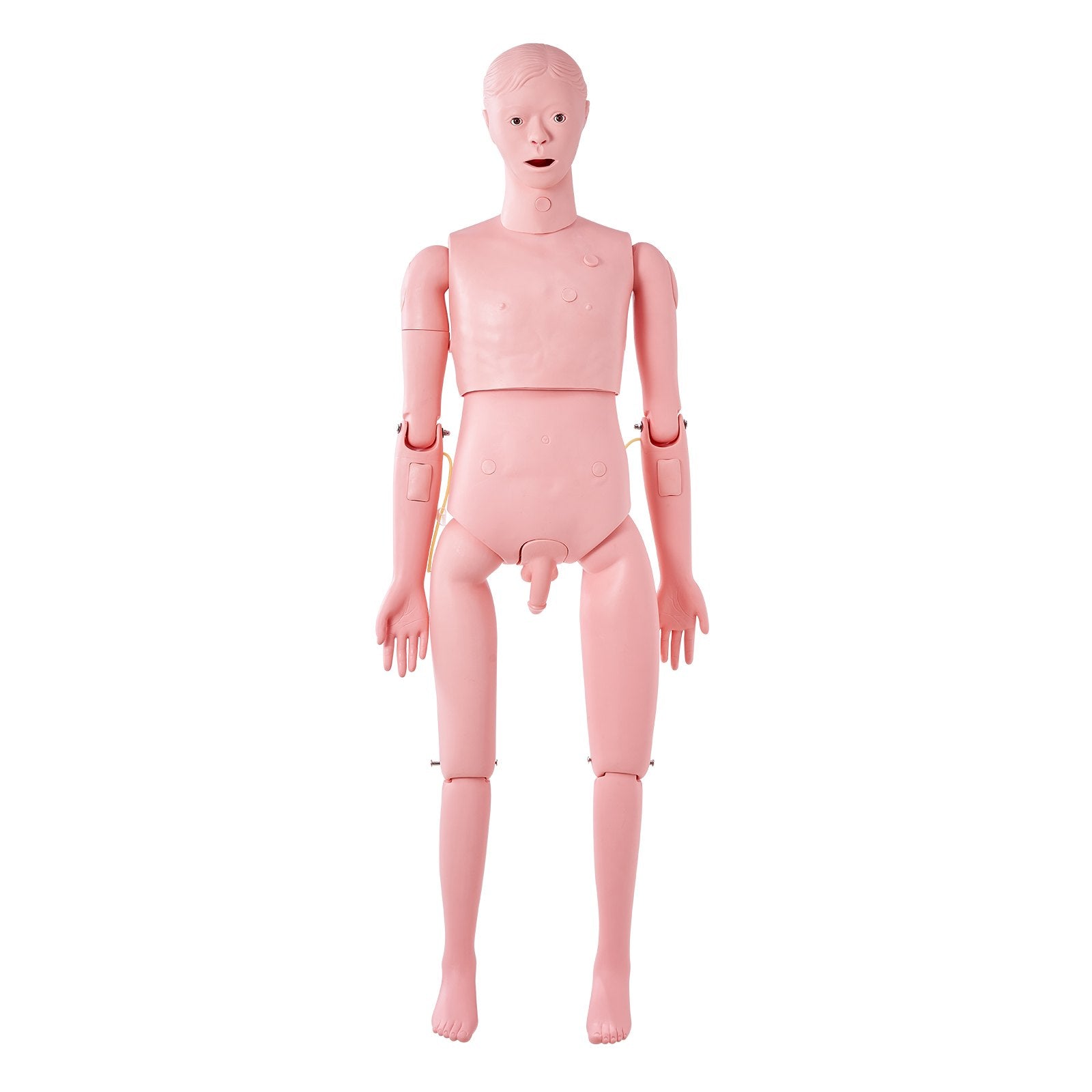 Nursing Training Manikin, Male Life Size Demonstration Human Manikin for Nursing Training, Multifunctional V952-HLRTMXDBLNXH3GWPCV0
