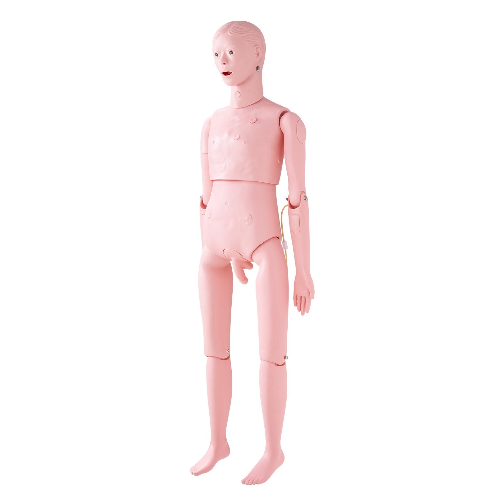 Nursing Training Manikin, Male Life Size Demonstration Human Manikin for Nursing Training, Multifunctional V952-HLRTMXDBLNXH3GWPCV0
