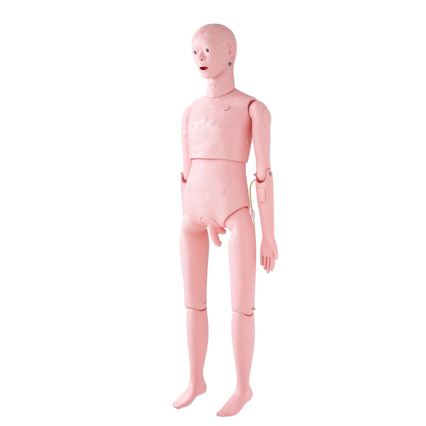 Nursing Training Manikin, Male Life Size Demonstration Human Manikin for Nursing Training, Multifunctional V952-HLRTMXDBLNXH3GWPCV0