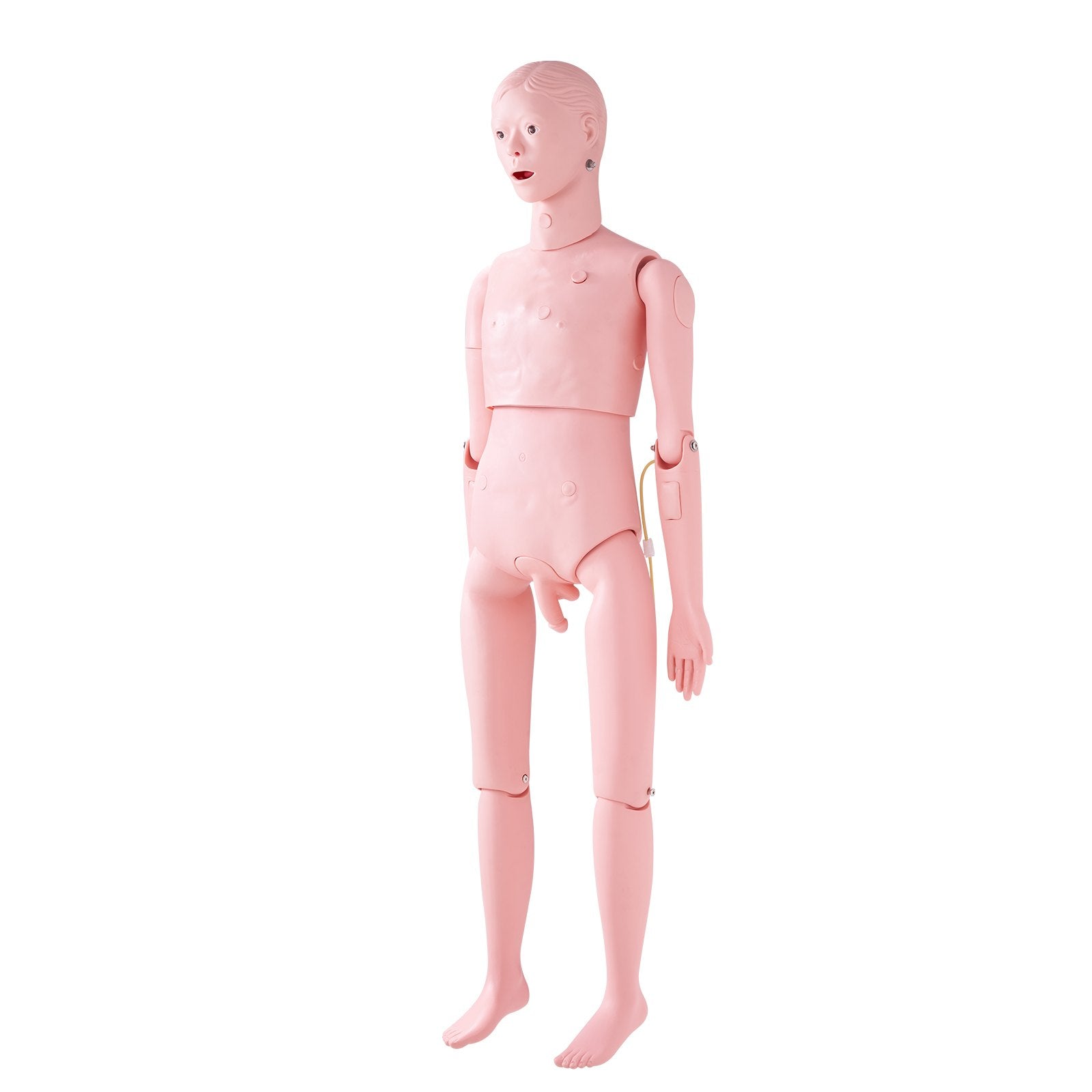 Nursing Training Manikin, Male Life Size Demonstration Human Manikin for Nursing Training, Multifunctional V952-HLRTMXDBLNXH3GWPCV0
