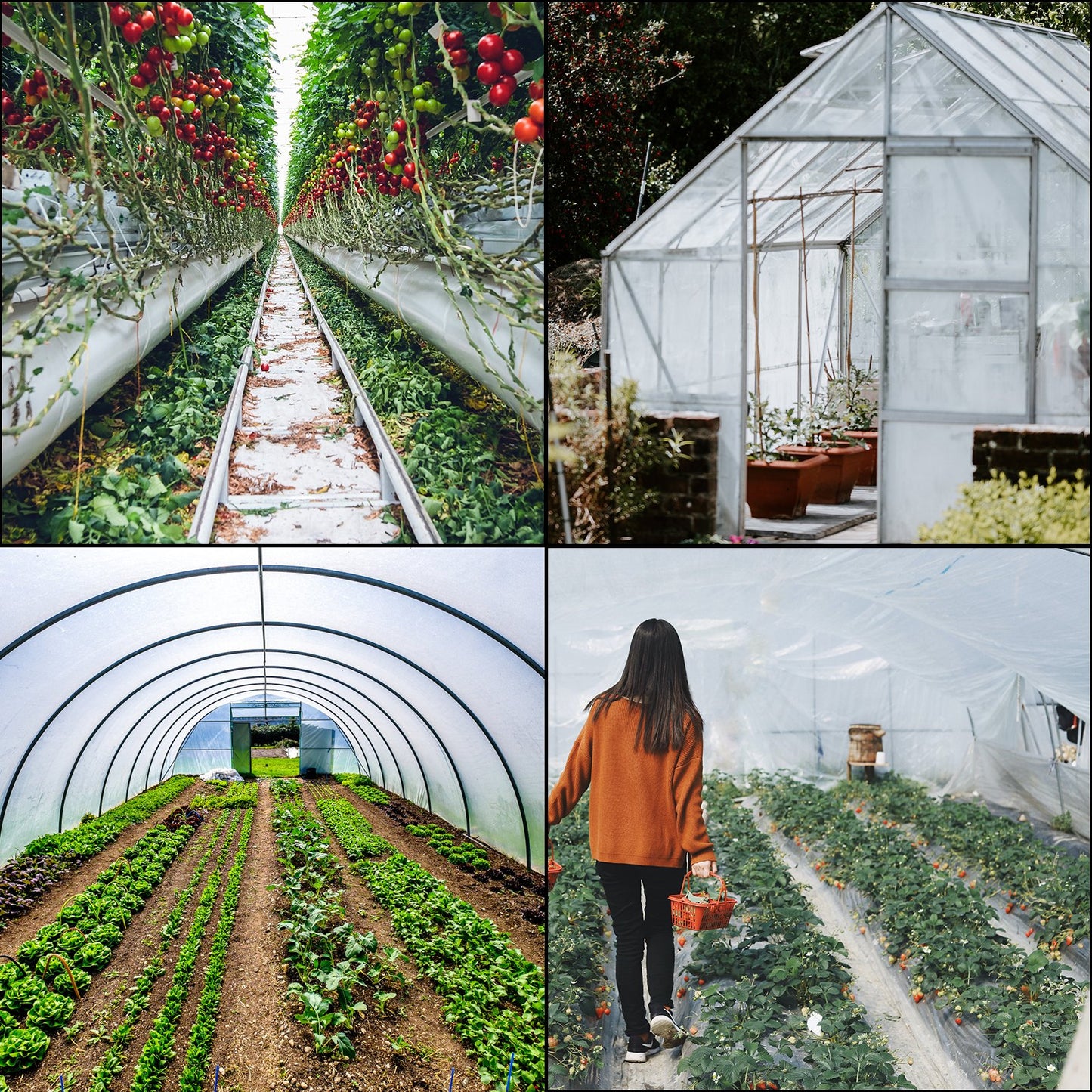 Greenhouse Film, Greenhouse Polyethylene Film 12x25 ft Greenhouse Plastic V952-PEWSM1225FT000001V0