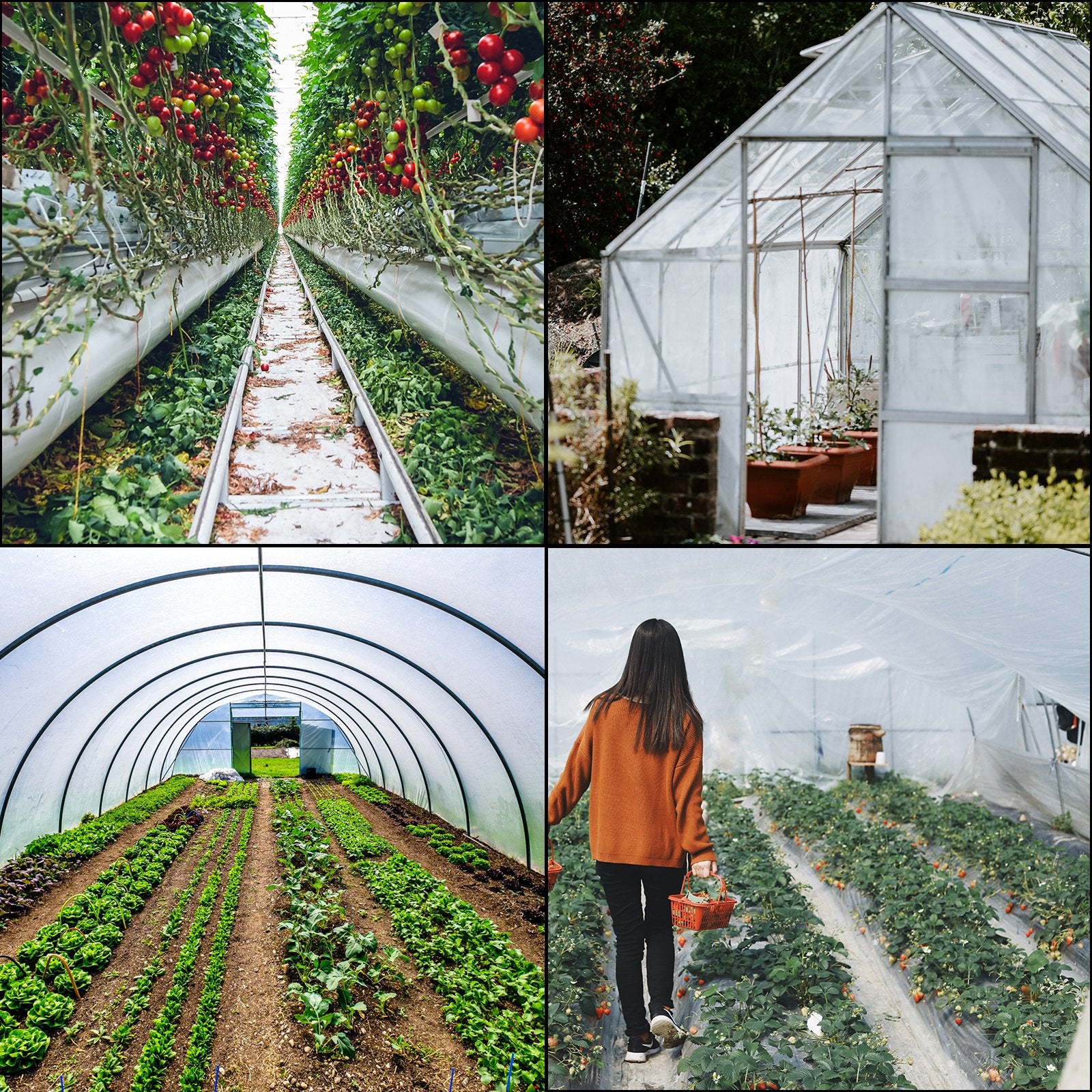 Greenhouse Film, Greenhouse Polyethylene Film 12x25 ft Greenhouse Plastic V952-PEWSM1225FT000001V0
