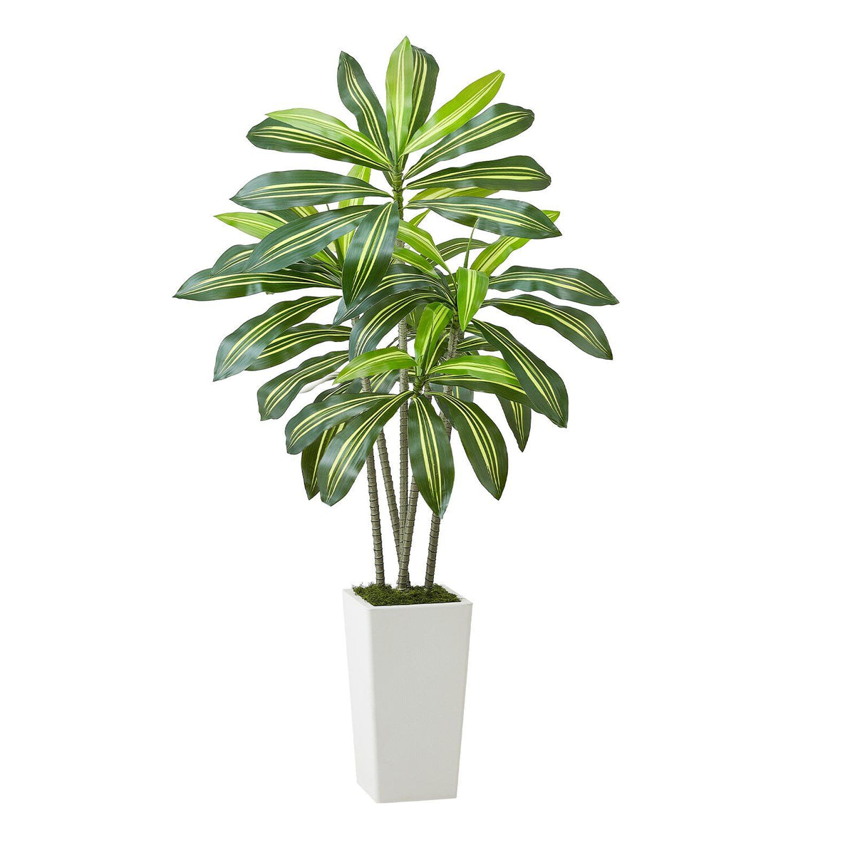 Artificial Dracaena Tree 1524 mm, Fake Palm Tropical Plants with White Tall Planter, Faux Floor Silk Plant in V952-RZRDZWLXS5FT31TZT001V0
