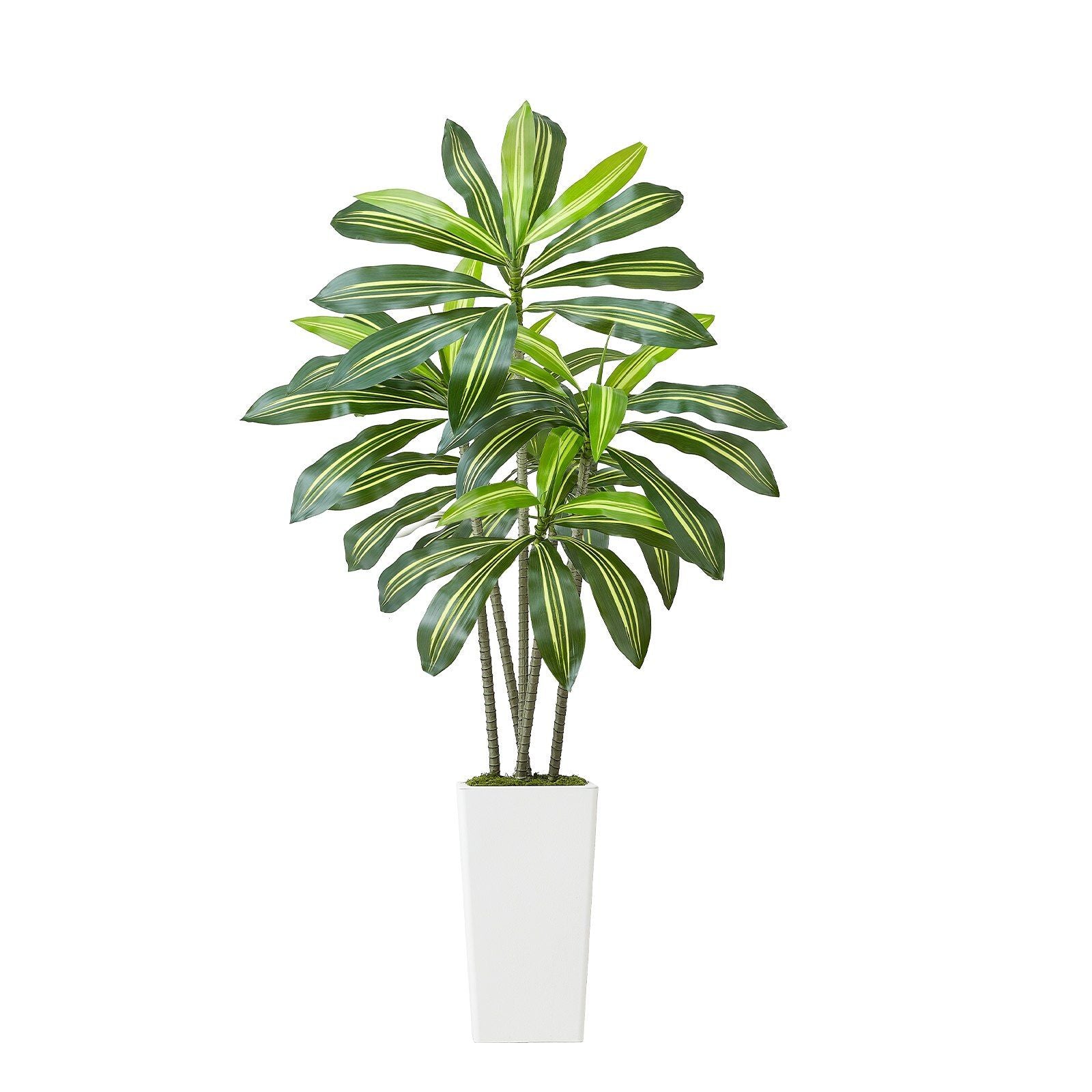 Artificial Dracaena Tree 1524 mm, Fake Palm Tropical Plants with White Tall Planter, Faux Floor Silk Plant in V952-RZRDZWLXS5FT31TZT001V0