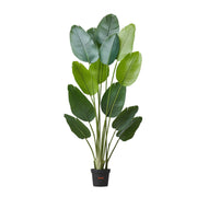 Artificial Bird of Paradise 1829 mm Tall, Fake Tropical Plants with with 13 Trunks & White Pot, Faux Floor V952-RZRDZWTTNZL6CG3Q9001V0