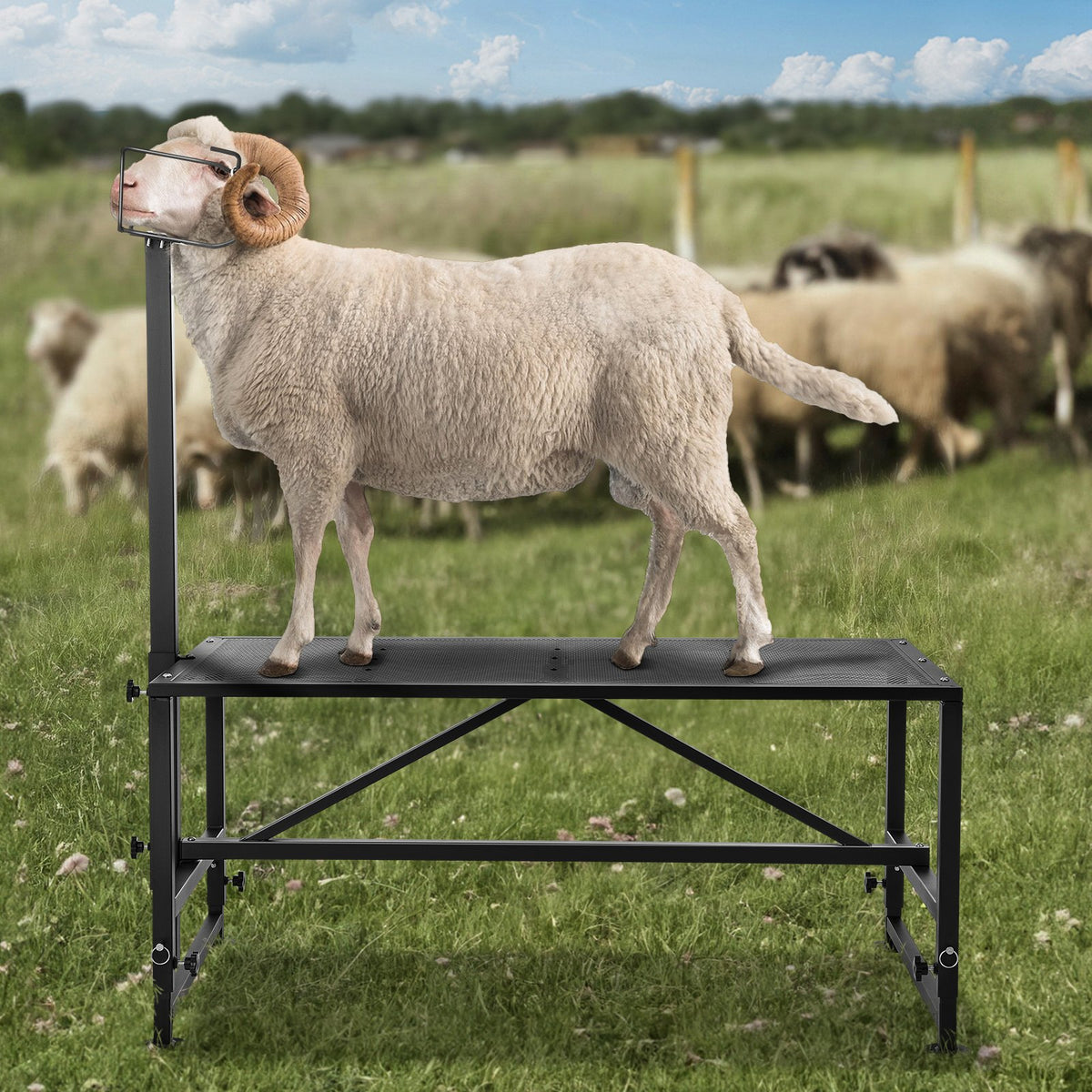 Goat & Sheep Stand, 47x23 inch Livestock Stand, Metal Livestock Milking and Shearing Stand 21" to 33" V952-SCXJJHSYTM47HMU08V0