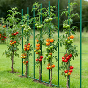 Garden Stakes, 50 Pack, 1800 mm, Plastic Coated Metal Tomato Stakes, Garden Sticks for Plants Support, with V952-ZWZCHYZ18M11PMIR5001V0
