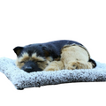 Sleepy Tails - German Shepherd Sleeping V982-STGSS